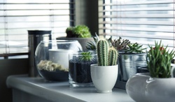 Cactusul  – In birou
