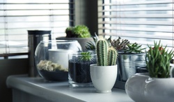 Cactusul – In birou