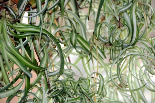 Planta-paianjen – In dressing / vestiar