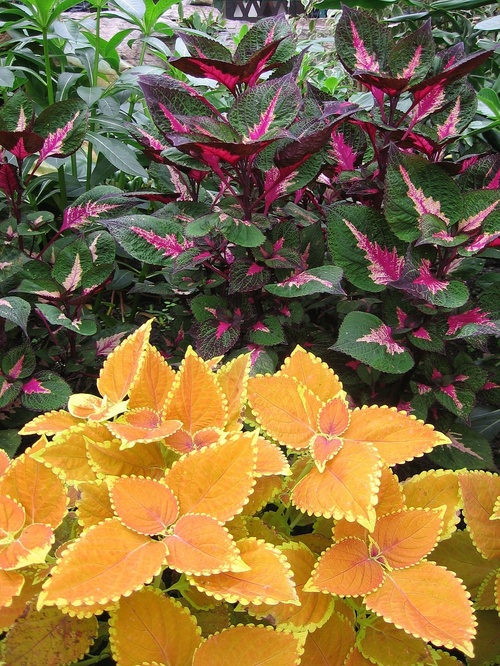 Solenostemon – In hol