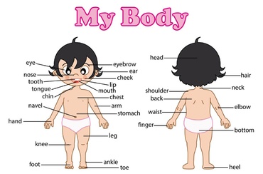 Corpul Uman: importanţa cunoaşterii lui în dezvoltarea şi educaţia copiilor