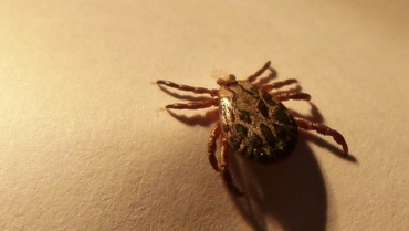 Ce faci atunci cand copilul tău este mușcat de o căpușă după 8 seara?