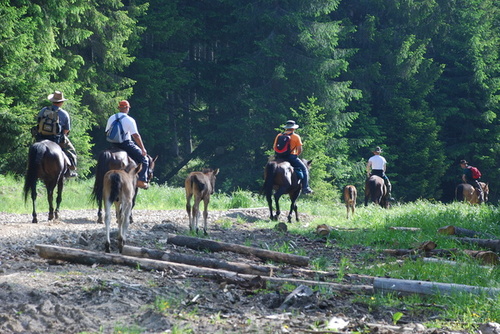 Bucovina - Junior Ranger