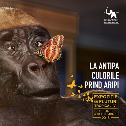 Culorile prind aripi – expoziție temporară de fluturi tropicali vii