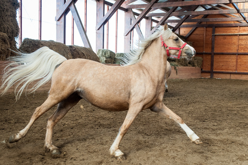 Echitație la Palomino Club