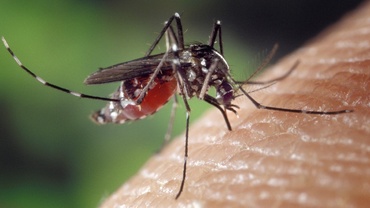 Un nou caz de infectare cu virusul Zika în România, la un băiat de 10 ani