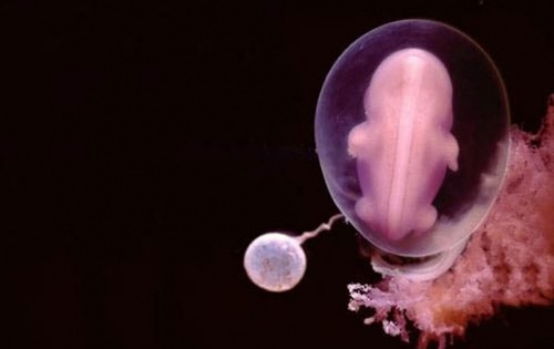 A 28-a zi după fertilizare