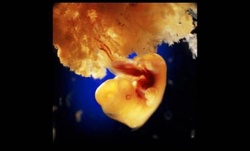 40 de zile. Se formează placenta