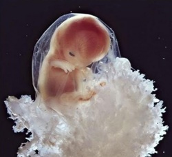 Embrionul deja își folosește mâinile