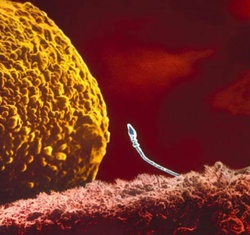 Întâlnirea dintre spermatozoid și ovul