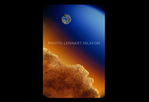 După încă o săptămână embrionul se fixează de uter