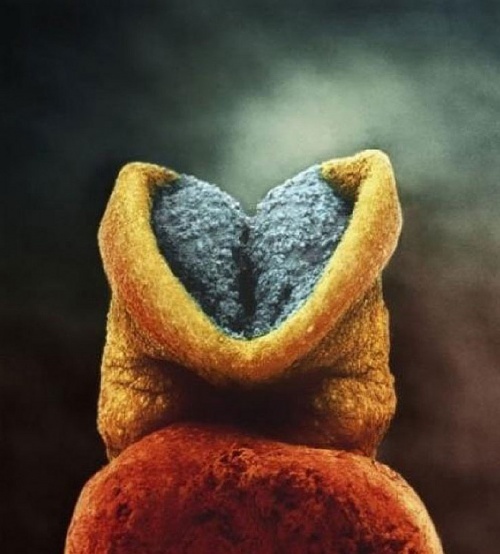 Embrionul are 22 de zile. Partea de culoare sură va fi capul micuțului