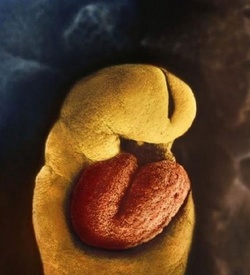 În a 18-a zi embrionului începe să îi pulseze inima