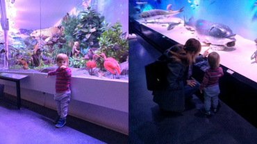 O dimineață la Muzeul Antipa