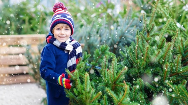 În căutarea bradului de Crăciun! 5 sfaturi pentru alegerea perfectă